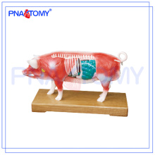 PNT-AM41 Schwein-Akupunktur-Modelltieranatomisches Modell